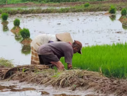 Deforestasi Indonesia-Uni Eropa, Pemerintah Sampaikan Keprihatinan Dampaknya bagi Petani Kecil