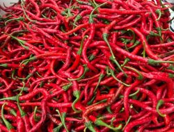 Harga Cabai Merah Keriting di HSS Mengalami Kenaikan, Petani Perkirakan Karena Ini